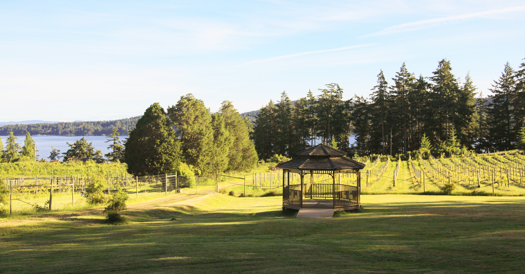 sage hayward vineyards